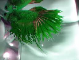 betta crowntail